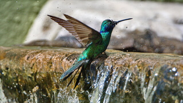 Sparkling violetear (Colibri coruscans) hummingbird bathing in a fountain in a garden with its wings extended, in Cotacachi, Ecuador