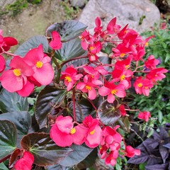 begonia pink flowers in the garden autumn landscape 