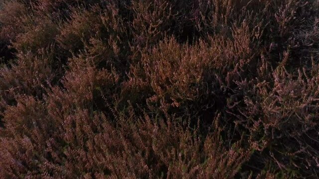 Aerial view of vibrant pink heather blooming in a serene national park at sunrise, Rheden, Gelderland, Netherlands.