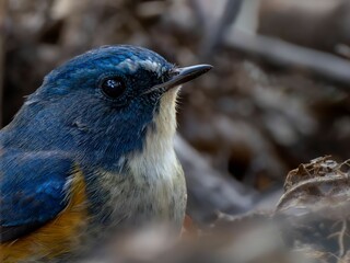 地面に降りてエサを探しているルリビタキの雄の美しい羽毛の様子
