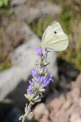 Close-up of a white butterfly on a lavender flower.
