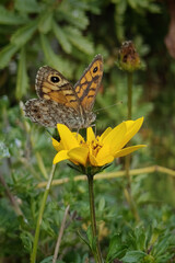 A walleye butterfly sitting on a yellow flower.
