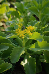 Close-up of yellow stonecrop flowers with green leaves.
