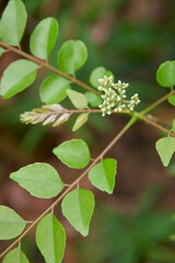 top view of clusters of curry leaf plant tiny flower buds at the tip of branch in the garden, selective focus with blurry background