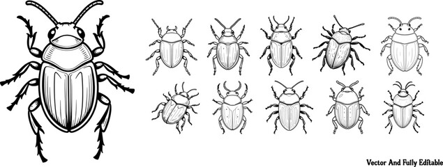 Water Beetle hand-drawn coloring page and outline vector design