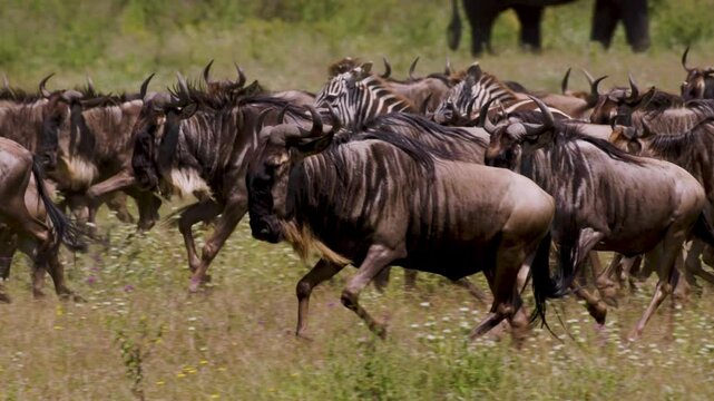 Zebras, Bisons, Elephants, Africa