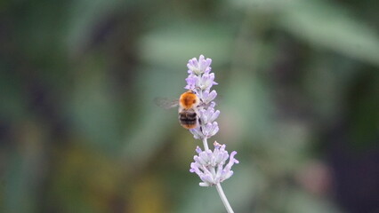 Bee on Flower