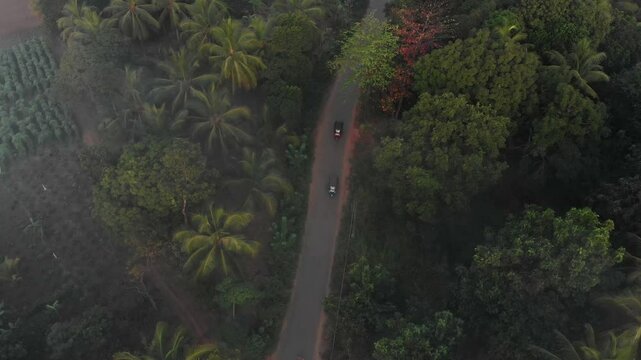 Aerial view of tuktuk on a winding road surrounded by lush tropical forest and serene fog at sunrise, Dambulla, Sri Lanka.