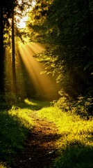 Radiant golden hour sunbeams illuminating a quiet forest path, nature's glowtime, peaceful and inspiring landscape