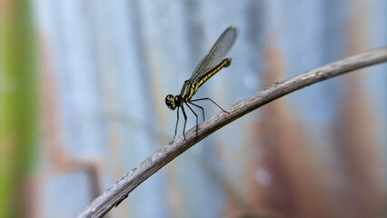 Close up of a dragonfly or Libellago lineata. One of the beautiful insects.