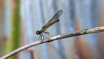 Close up of a dragonfly or Libellago lineata. One of the beautiful insects.