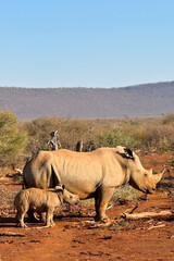 A rhino and it's calf alone together in the African Savannah. 
