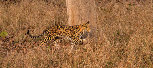Indian Leopard Running in a Forest in Tadoba National Park, India Panorama