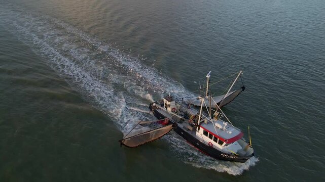 Aerial view of a beautiful trawler sailing on the Wadden Sea at sunrise with seagulls, Harlingen, Netherlands.
