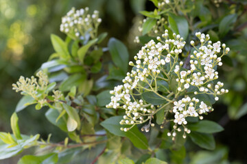 LAS FLORES SON COMPUESTAS Y DE COLOR BLANCO. HOJAS Y FLORES NATURALES. SAUCO. SAMBUCUS.