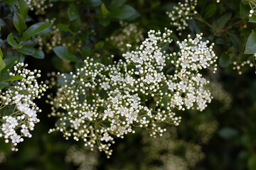 LAS FLORES SON COMPUESTAS Y DE COLOR BLANCO. HOJAS Y FLORES NATURALES. SAUCO. SAMBUCUS.