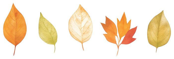 Obraz premium PNG Autumn leaves as divider watercolor plant leaf tree.