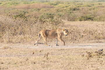 Lonely lioness waiting for hunting a zebra in savanna on Masai Mara National Park, Kenya