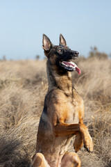 Belgian Malinois shepherd dog standing in the field.