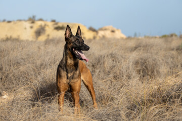 Belgian Malinois shepherd dog in the field.