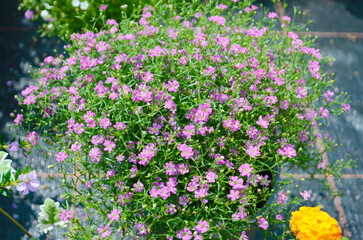 Fototapeta premium Gypsophila has many small white flowers on delicate green branches,creating a clean and gentle atmosphers.