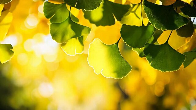 gingko leaves sway in gentle wind with sunlight, calm peaceful nature background