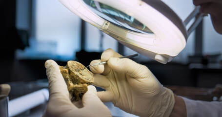 Close up shot of archaeologist in gloves cleaning fossil remains from sand under magnifying lamp...