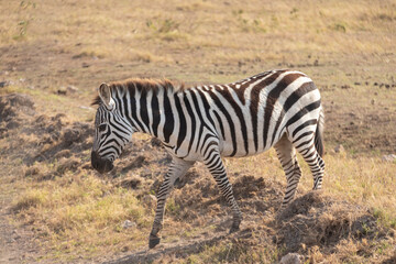 wild zebra on savanna in maasai mara national park, going on safari, kenya, africa