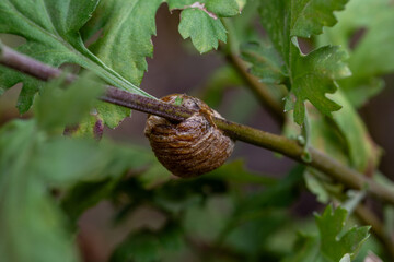 Ootheca of a mantis on a chrysanthemum branch. Insects. Close up.