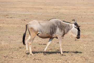 Wildebeest in Masai Mara, Kenya, Africa. Safari trip