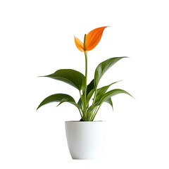 A vibrant orange flower blooms atop a green plant in a white pot, adding color to any space.