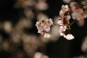 cherry blossom in spring
