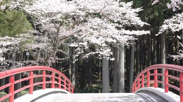 静岡　大石寺の桜