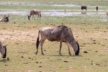 Wildebeest in Amboseli National Park, Kenya, Africa. Safari trip