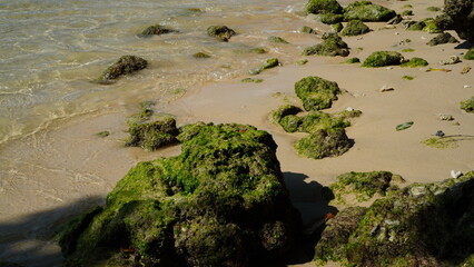green moss on rocks at the beach