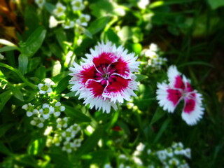 Obraz premium pink flower