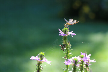 dragonfly sitting on a purple background with a green bokeh background