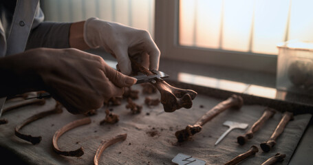 Female scientist or archaeologist takes measurements of bone using tool, studies remains of...