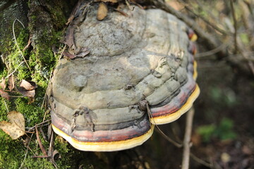 Tree mushroom. A mushroom on a tree in a forest. A plant in a wilderness area.