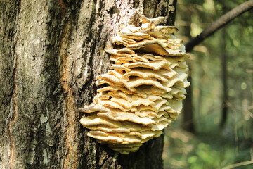 Tree mushroom. A mushroom on a tree in a forest. A plant in a wilderness area.