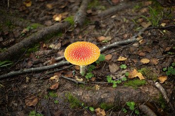 Red fly agaric in the forest. Magical mushroom. Red cap mushroom.