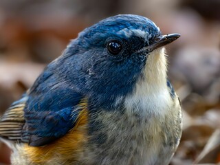 地面に降りてエサを探しているルリビタキの雄の美しい羽毛の様子