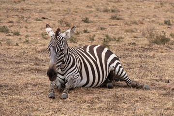 wild zebra on savanna in masai mara national park, going on safari, kenya, africa