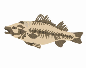 Vector isolated illustration of a perch skeleton.