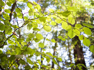 Sunlit Leaves in Redwood Forest Canopy