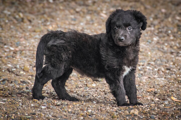 Black puppy dog standing attentive at rocky beach ground