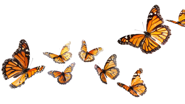 Flying plain tiger butterflies butterfly animal insect, insolated on withe