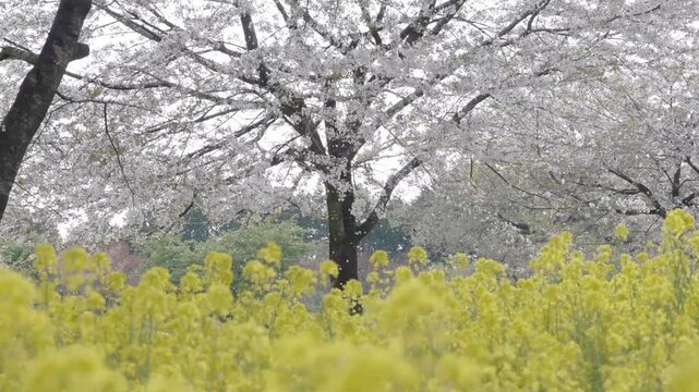 群馬県　赤城南面千本桜