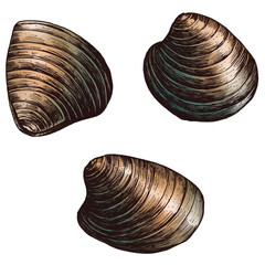 Colorful clam bivalve mollusc png transparent set © Rawpixel.com