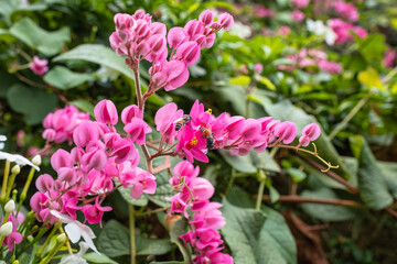 Bee pollinating on pink flower in garden